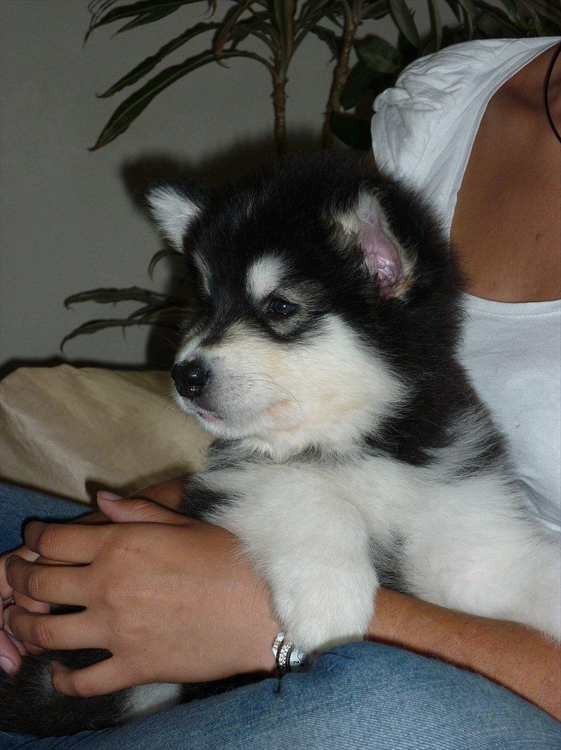 Alaskan malamute Coco Bear billede 4