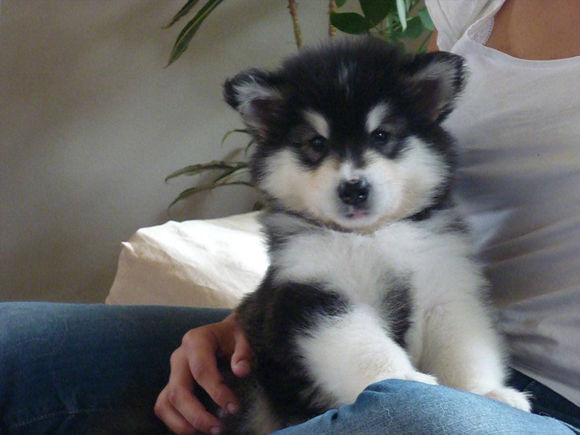 Alaskan malamute Coco Bear billede 5