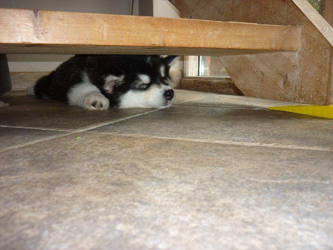 Alaskan malamute Coco Bear billede 6