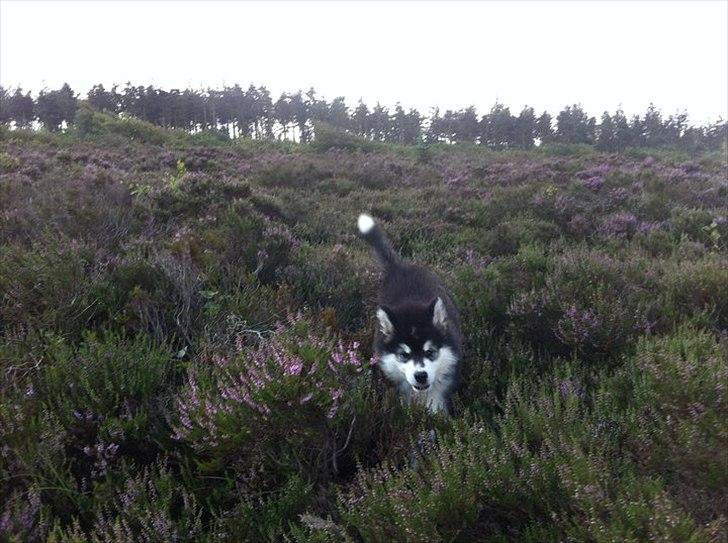 Alaskan malamute Coco Bear billede 7