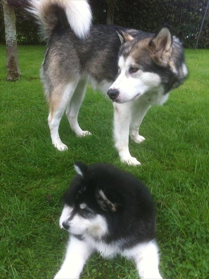 Alaskan malamute Coco Bear - Coco og Gaby billede 8