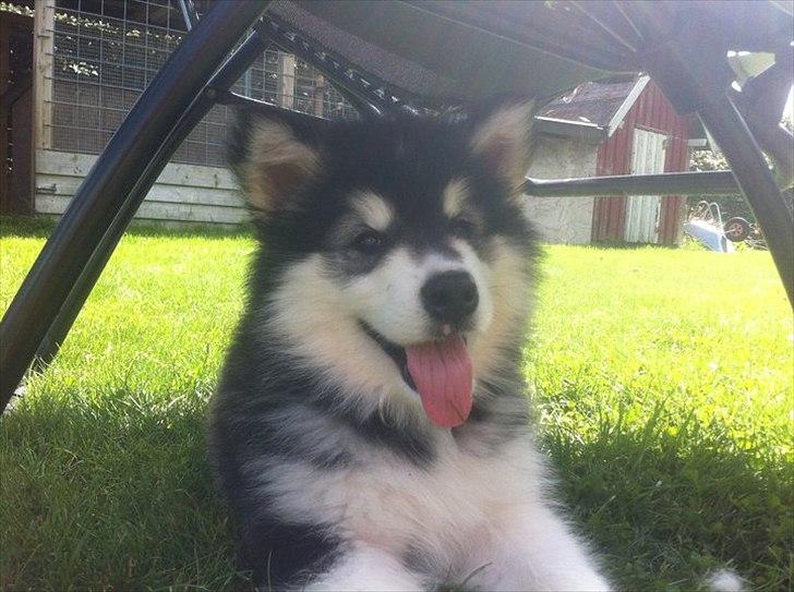 Alaskan malamute Coco Bear billede 9