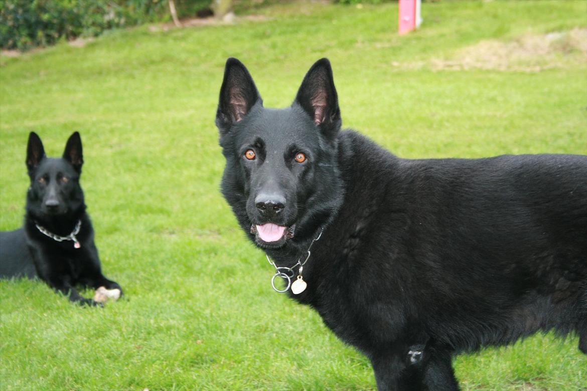 Schæferhund Pa-Schacks Kazan - Kazan sammen med smukke Janka billede 13