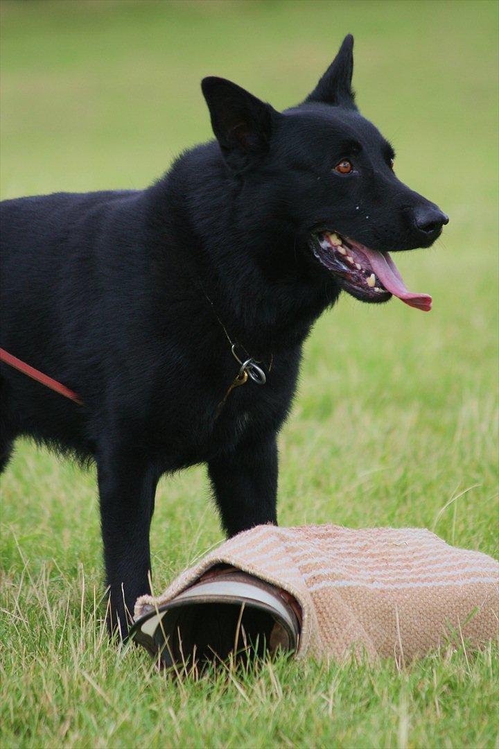 Schæferhund Pa-Schacks Kazan - Mit bytte! billede 6