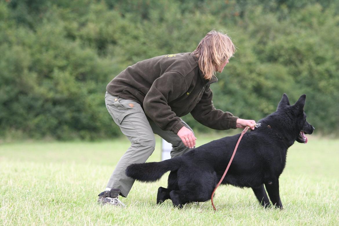 Schæferhund Pa-Schacks Kazan - Tag ham så..... billede 3