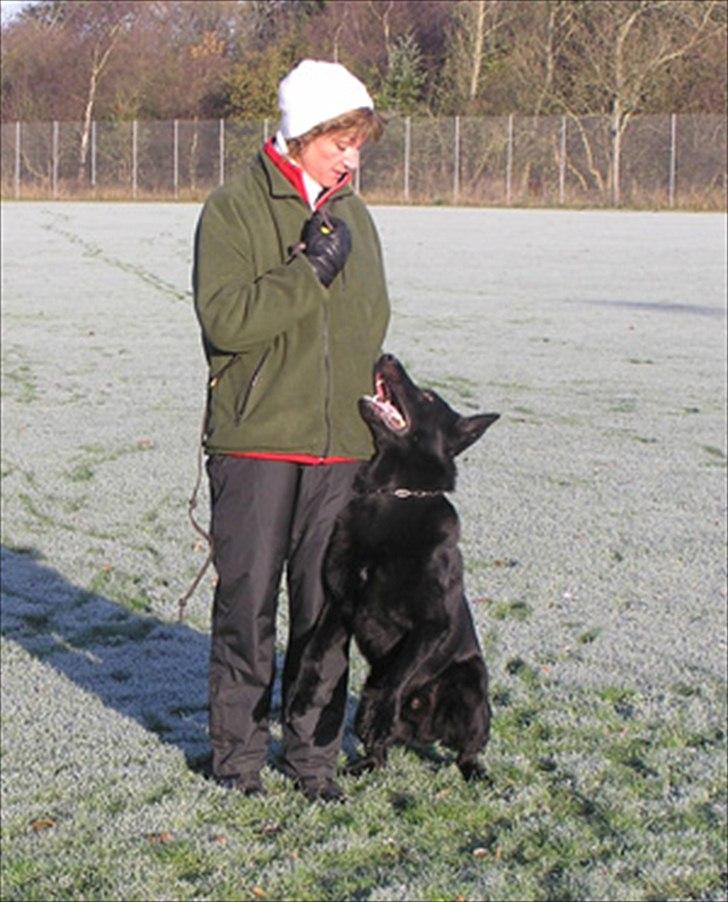 Schæferhund Pa-Schacks Kazan - Halsgivning billede 7