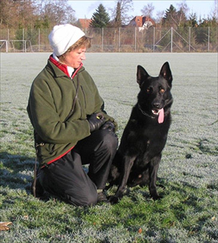 Schæferhund Pa-Schacks Kazan billede 9