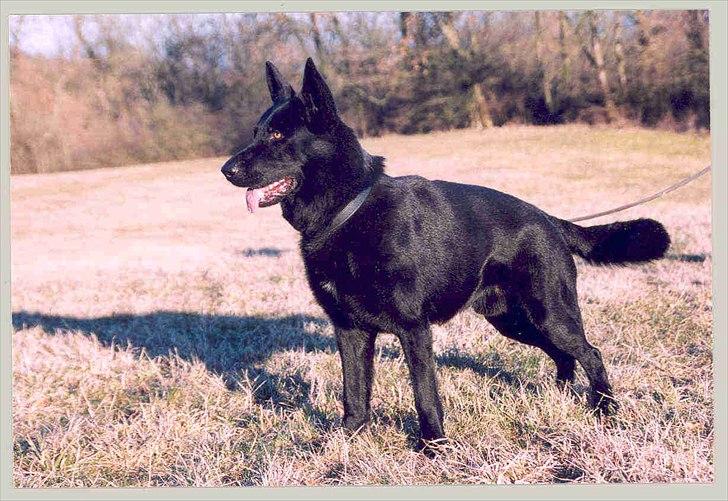 Schæferhund Pa-Schacks Kazan billede 10