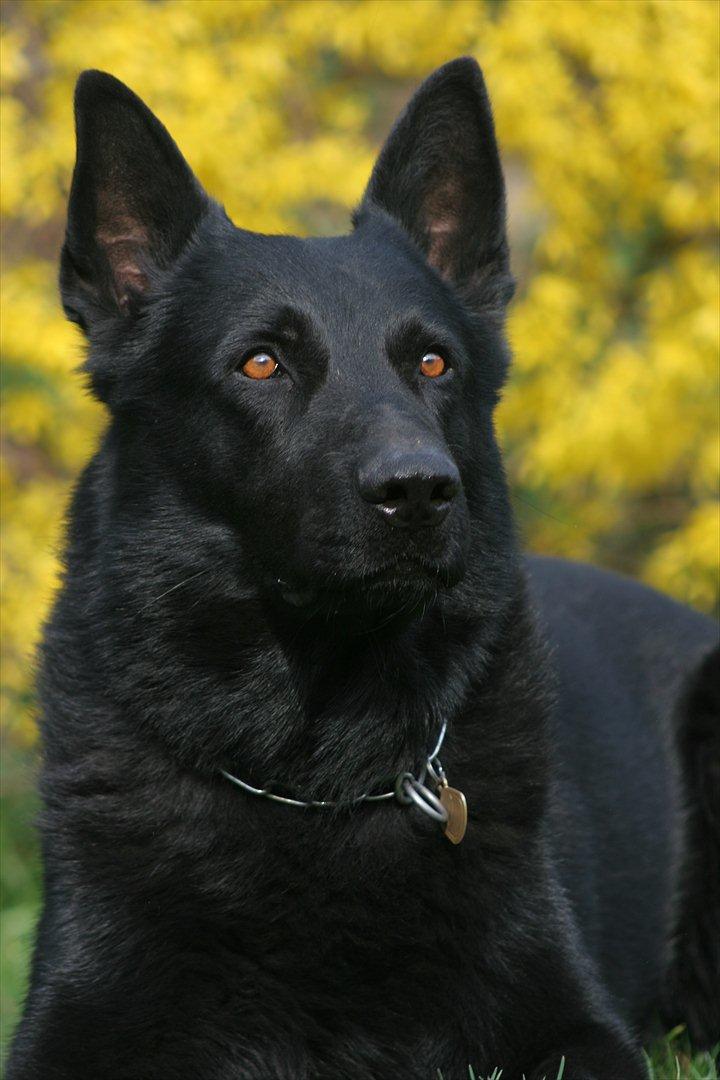 Schæferhund Pa-Schacks Kazan billede 2