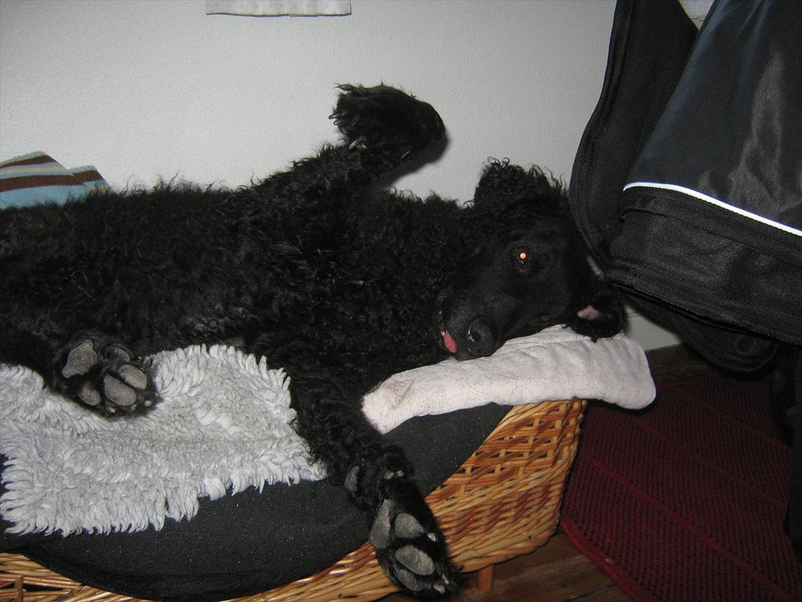 Curly coated retriever Tess billede 10