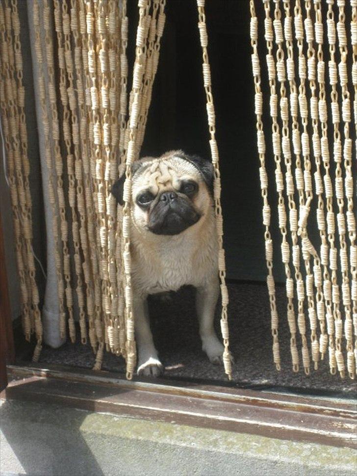 Mops Baloo The MOPPALOO billede 19