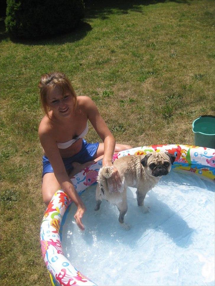 Mops Baloo The MOPPALOO billede 20