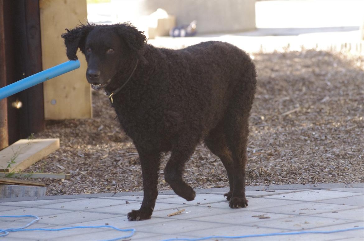 Curly coated retriever Tess billede 11