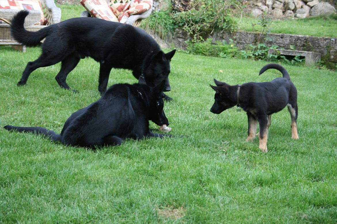 Schæferhund Pa-Schacks Kazan - Igen Kazan, Janka og lille Easy....... billede 15