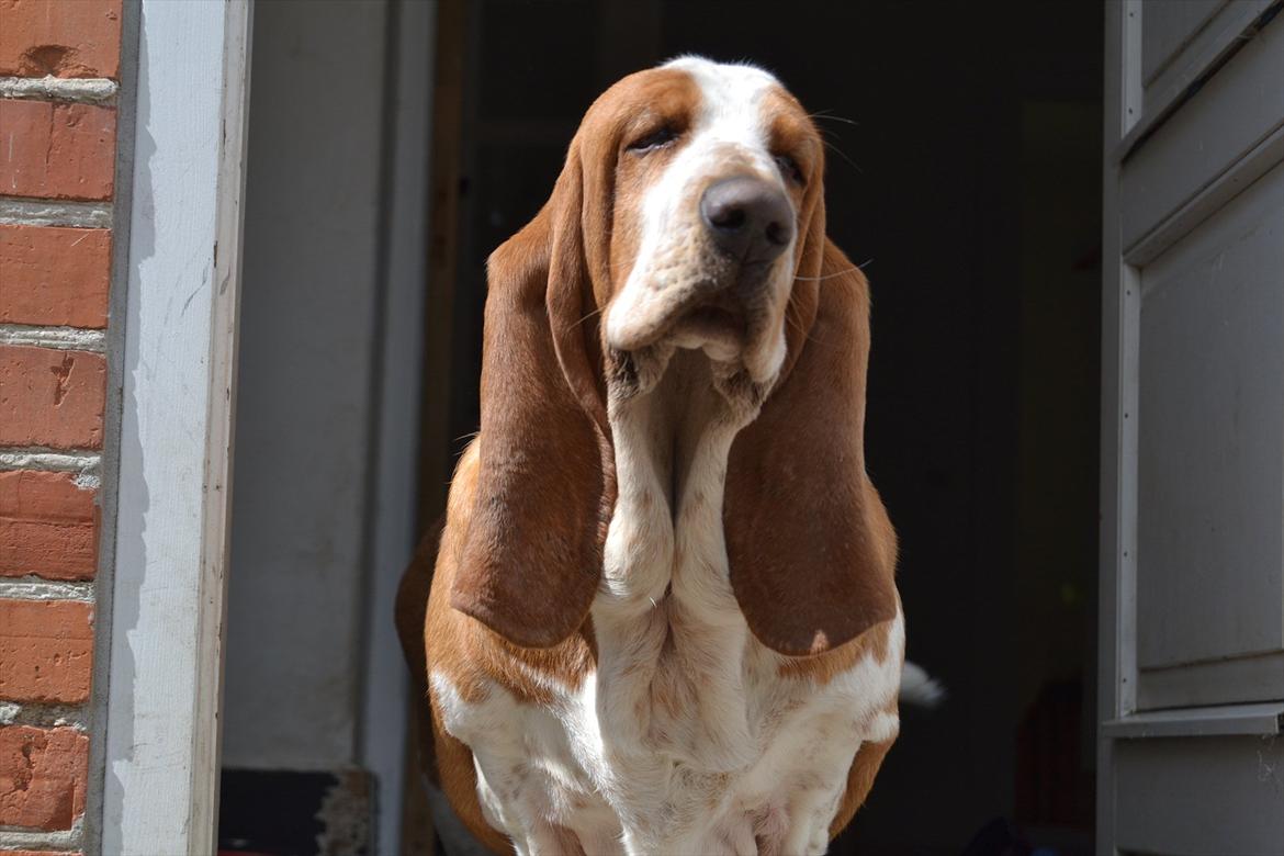 Basset hound Polly billede 14