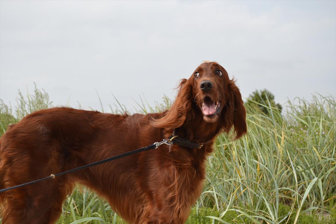 Irsk setter Highland Flowers A New Dawn "Tessa" billede 6