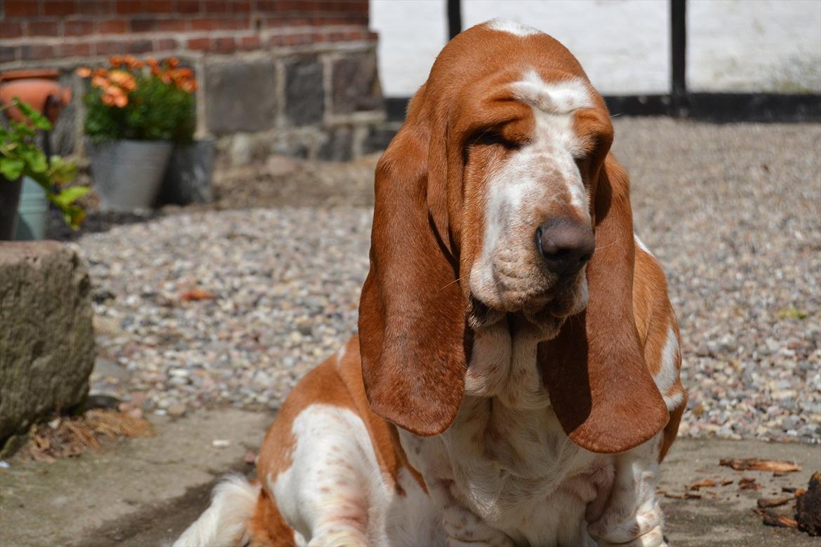 Basset hound Polly billede 15