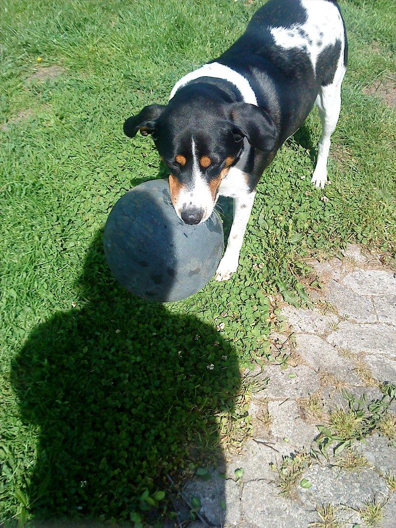 Blanding af racer Sussie ( Dino ) R.I.P - Min savnede fodbold stjerne <3 billede 1