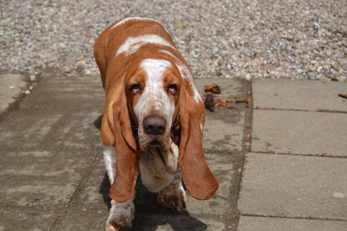 Basset hound Polly billede 16