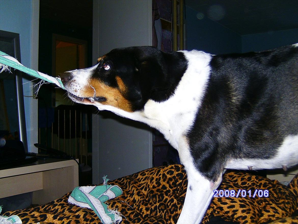 Blanding af racer Sussie ( Dino ) R.I.P billede 2
