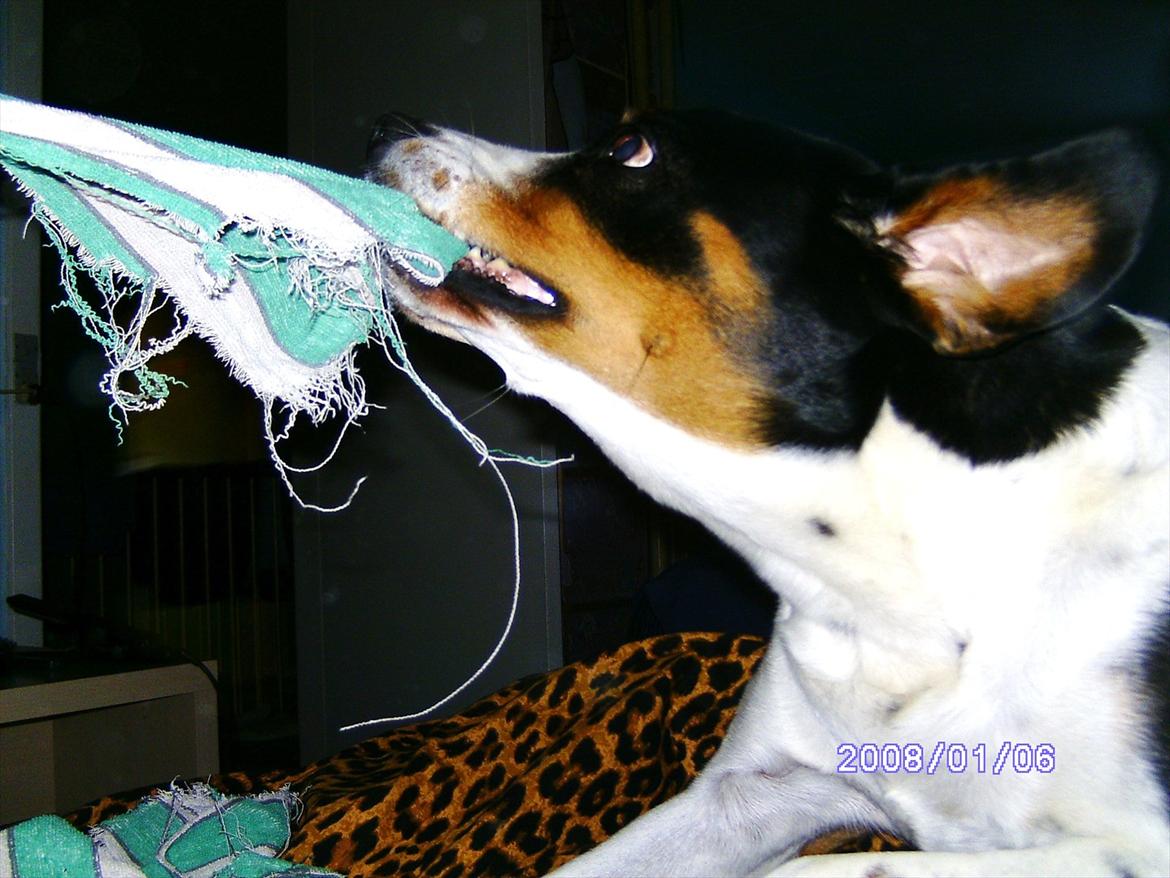 Blanding af racer Sussie ( Dino ) R.I.P - YAY, Jeg elskede at lege :D billede 3