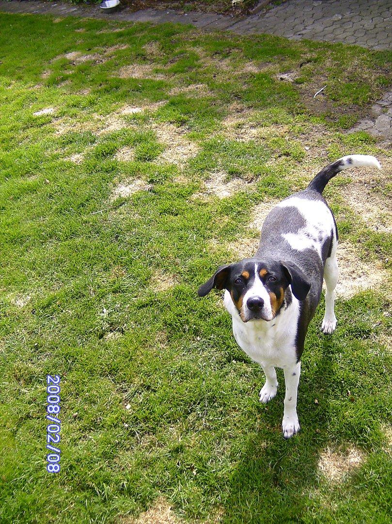 Blanding af racer Sussie ( Dino ) R.I.P billede 4