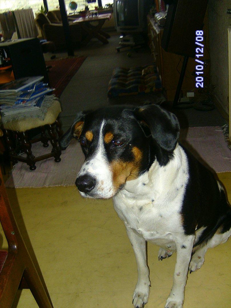 Blanding af racer Sussie ( Dino ) R.I.P billede 5