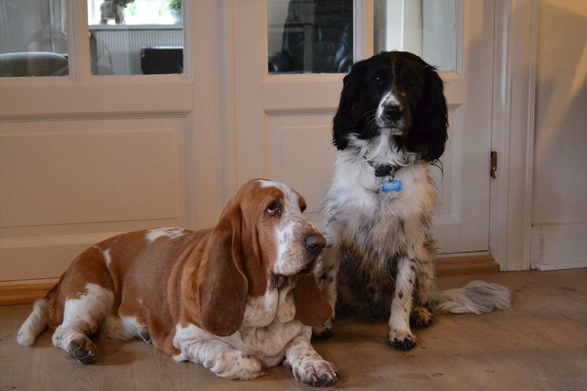 Basset hound Polly billede 17