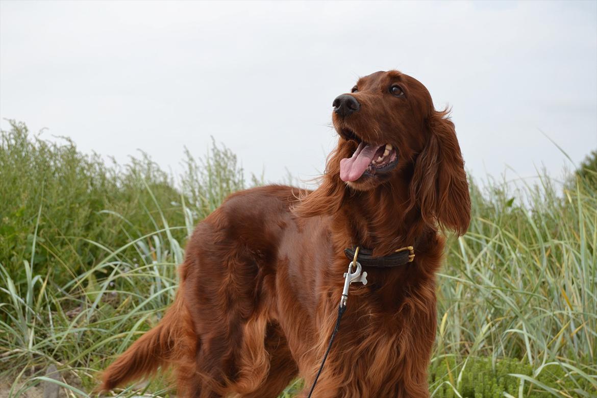 Irsk setter Highland Flowers A New Dawn "Tessa" billede 7