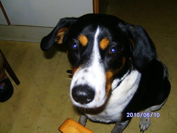 Blanding af racer Sussie ( Dino ) R.I.P billede 8