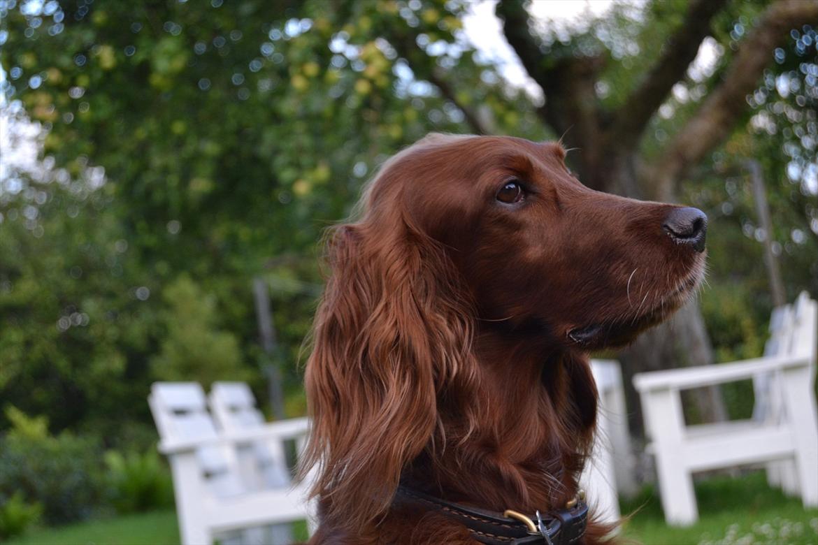 Irsk setter Highland Flowers A New Dawn "Tessa" billede 8