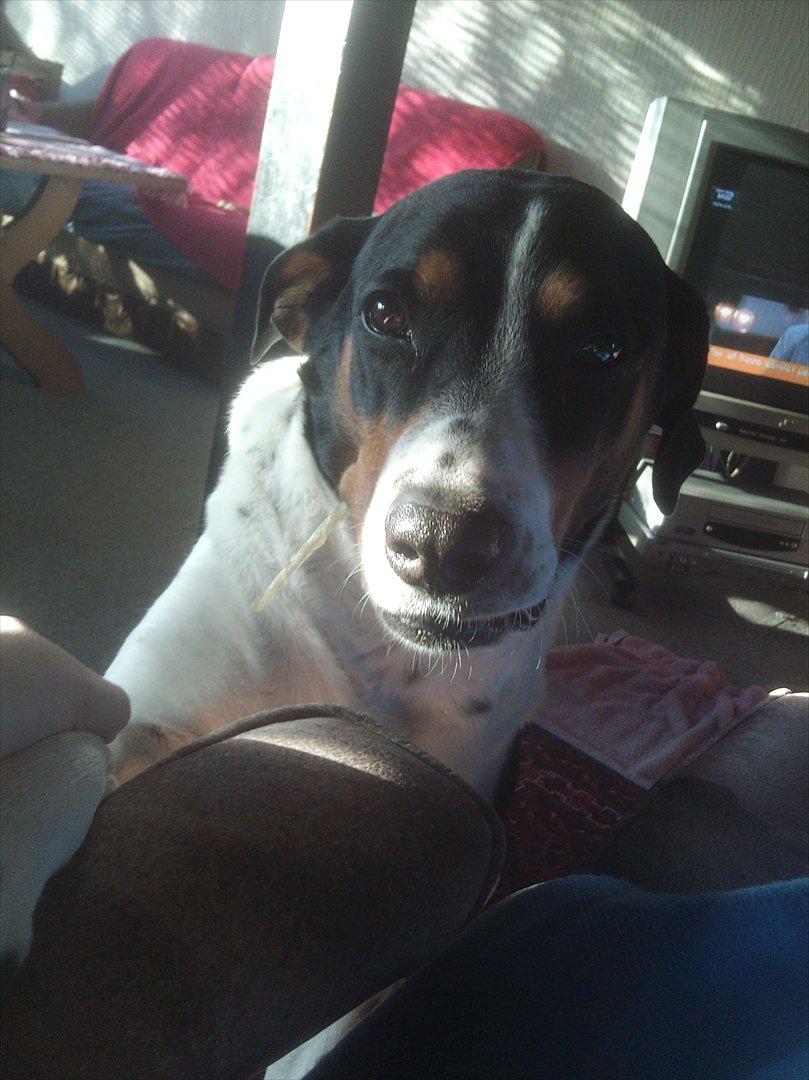 Blanding af racer Sussie ( Dino ) R.I.P - jeg elskede kødben <3 billede 10