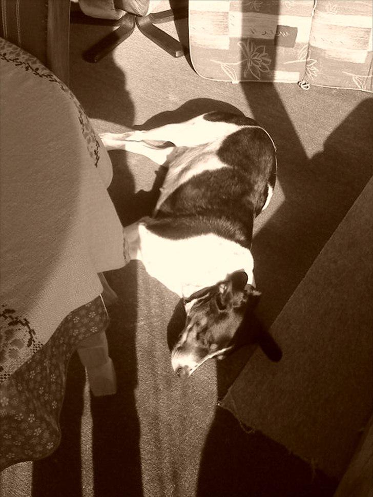 Blanding af racer Sussie ( Dino ) R.I.P - Jeg elskede at soooooove <3 billede 12
