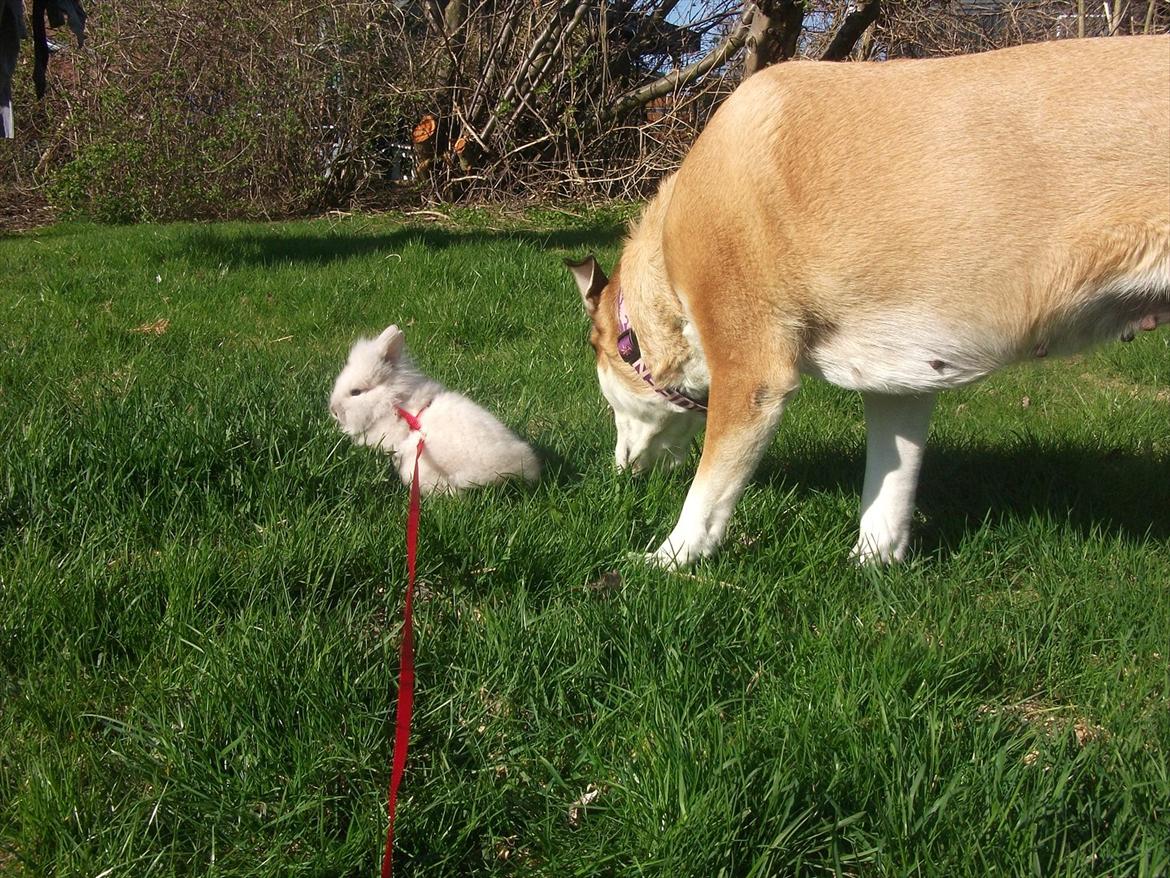 Blanding af racer Ronja billede 18