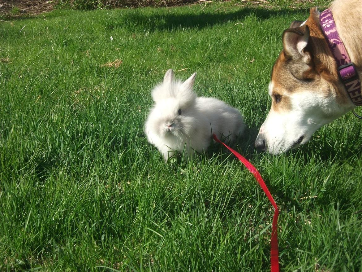 Blanding af racer Ronja billede 19