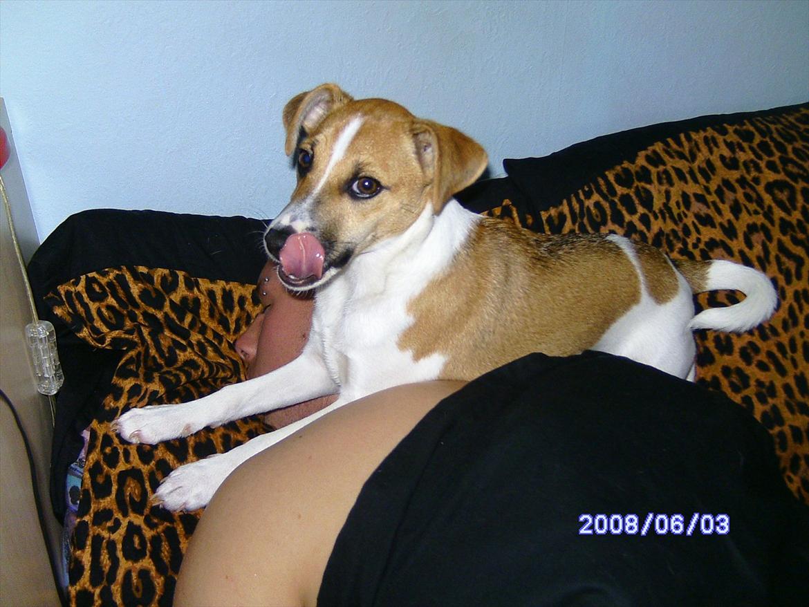 Dansk svensk gaardhund Bailey 'Tøzen :) billede 1