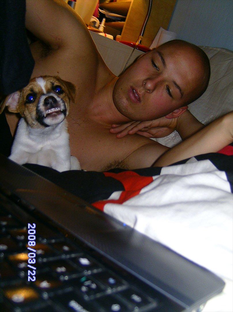 Dansk svensk gaardhund Bailey 'Tøzen :) - Verdens mindste Pitt bull ;) billede 2