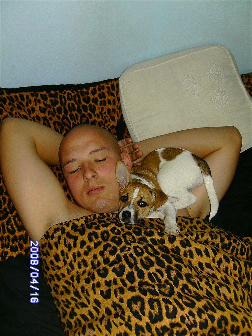 Dansk svensk gaardhund Bailey 'Tøzen :) - Fars hund ;) billede 3