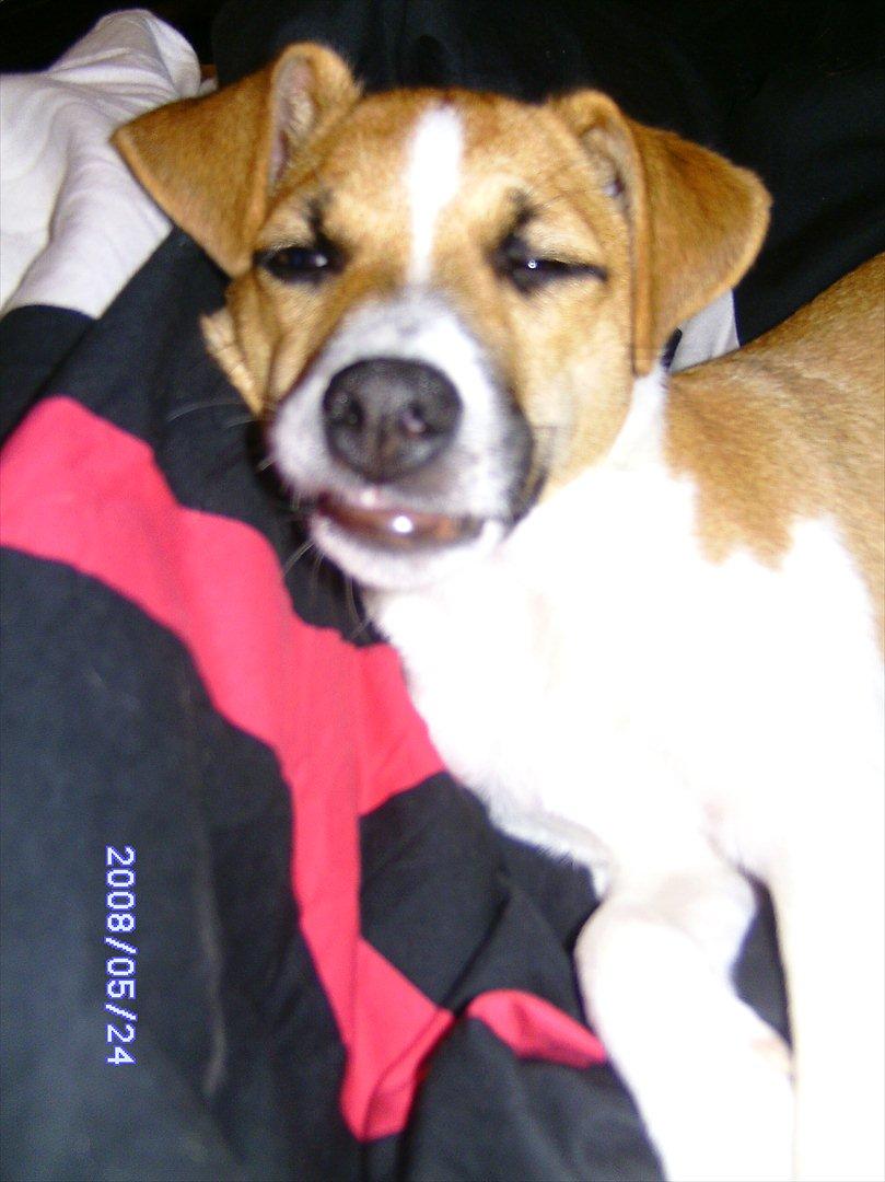 Dansk svensk gaardhund Bailey 'Tøzen :) - æhhh :D billede 4