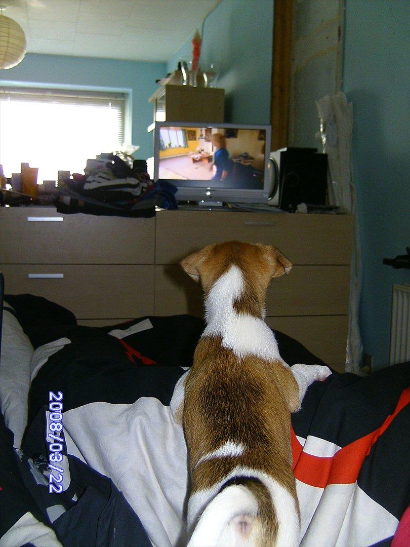 Dansk svensk gaardhund Bailey 'Tøzen :) - Tøzen ser tv :D billede 5