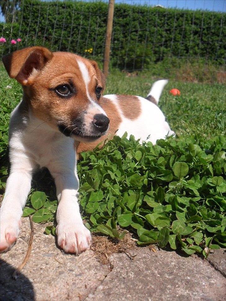 Dansk svensk gaardhund Bailey 'Tøzen :) - Lille Bailey fisen billede 6