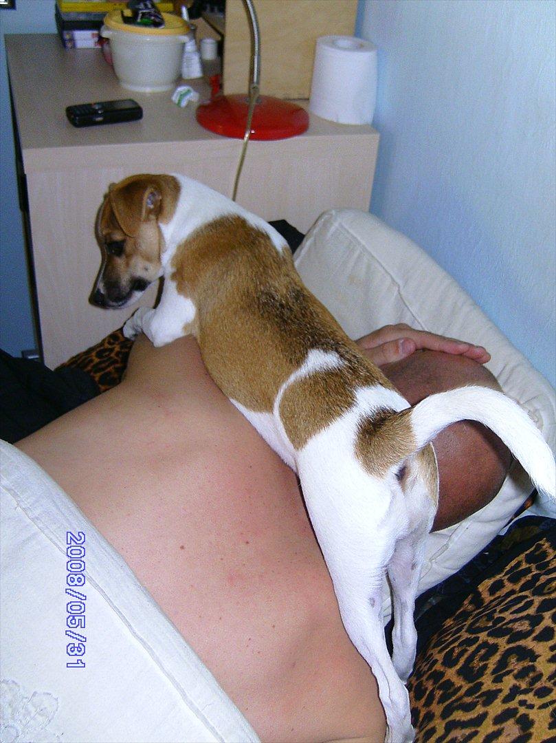 Dansk svensk gaardhund Bailey 'Tøzen :) - Jeg har magten :D billede 7