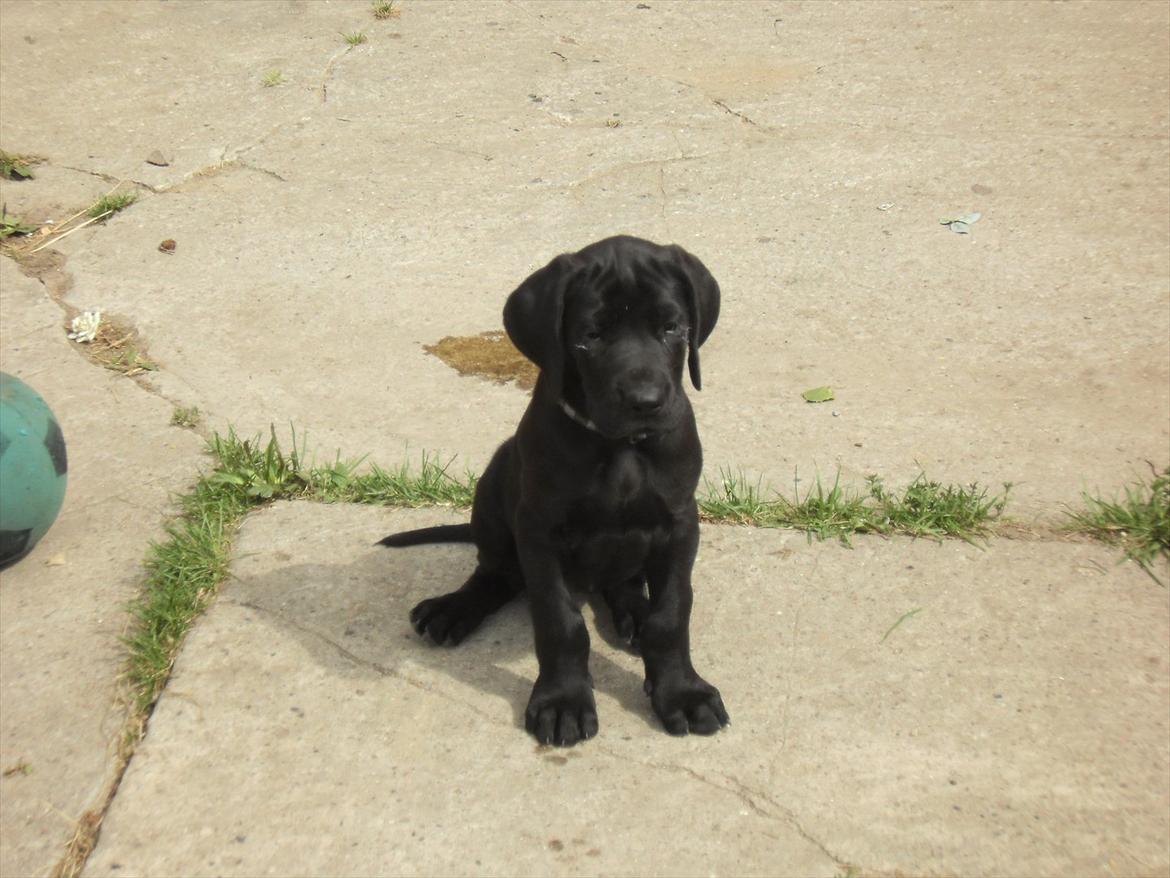 Grand danois Bonnie - 25 juli 11 billede 11