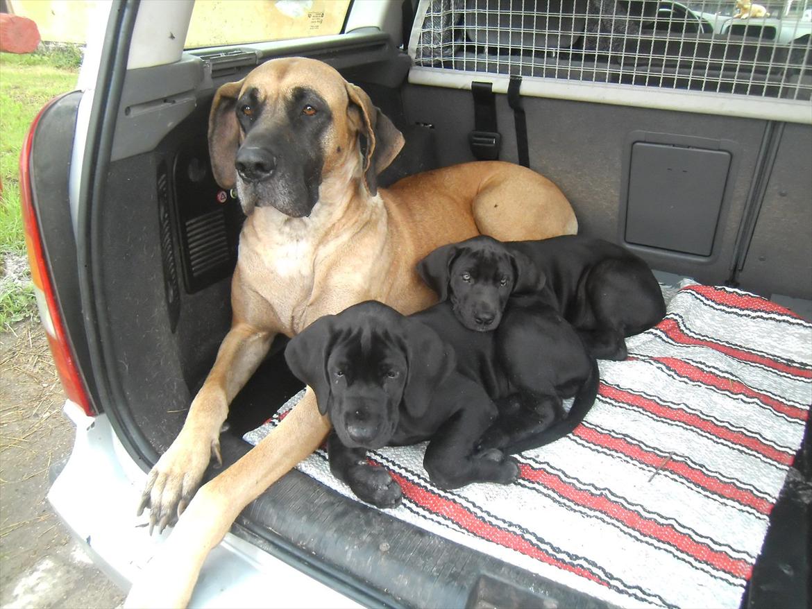 Grand danois Bonnie - Mor Vicki.. Bonnie og mille  billede 2