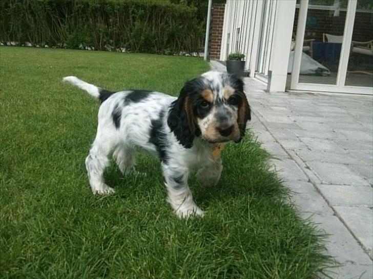 Cocker spaniel Cockerpets Cute Fuzzy (Balú) - En vaks lille vovse billede 1