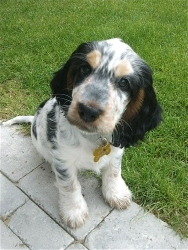 Cocker spaniel Cockerpets Cute Fuzzy (Balú) - Hej hej, moar! billede 2