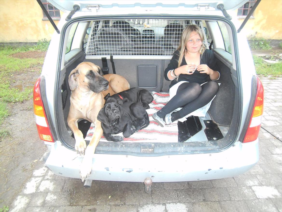 Grand danois Bonnie billede 5