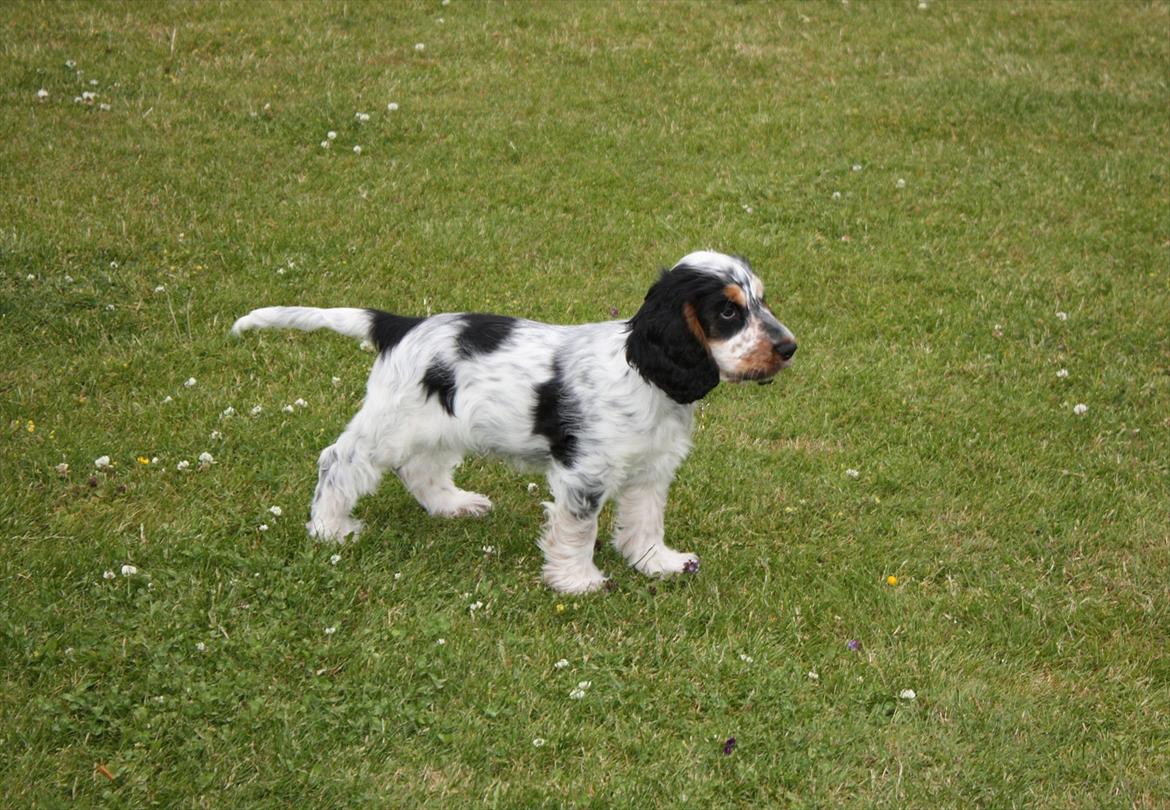 Cocker spaniel Cockerpets Cute Fuzzy (Balú) - Leg i haven billede 6