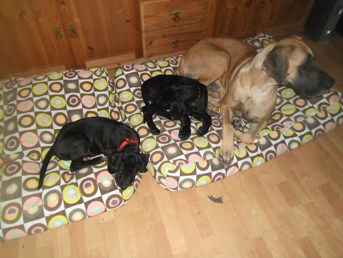 Grand danois Bonnie - 9 august 11 billede 7