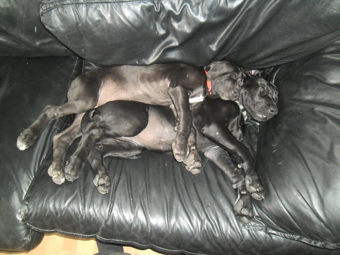 Grand danois Bonnie - 9 august 11 billede 10